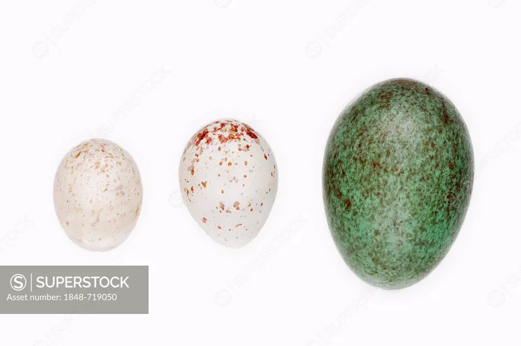 Eggs of a Blue Tit (Parus caeruleus), a Great Tit (Parus major) and a Blackbird (Turdus merula), North Rhine-Westphalia, Germany, Europe