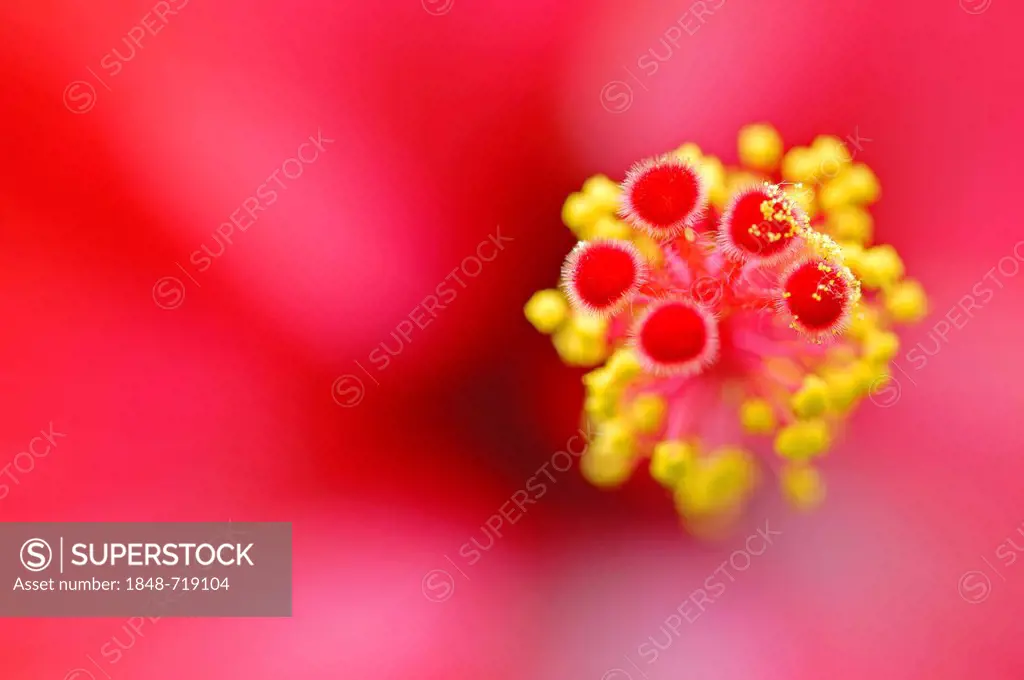 Chinese hibiscus, or China rose (Hibiscus rosa-sinensis), flower detail