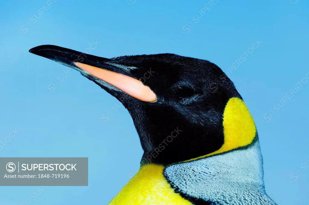 King Penguin (Aptenodytes patagonicus), portrait, Antarctic species, captive, France, Europe