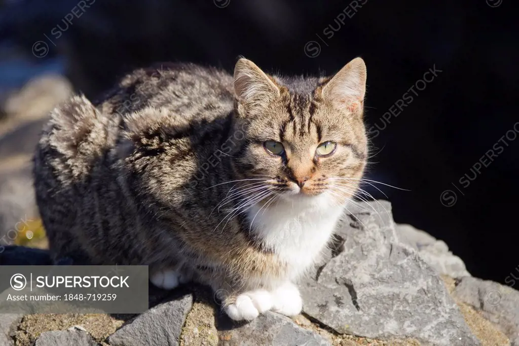 Tabby cat, Vulkaneifel Region, Rhineland-Palatinate, Germany, Europe