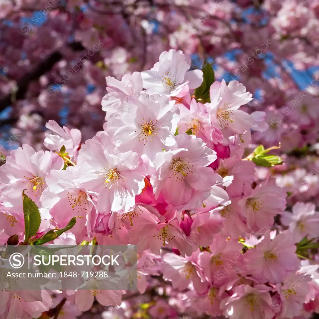 Almond blossoms (Prunus dulcis), Erfurt, Thuringia, Germany, Europe