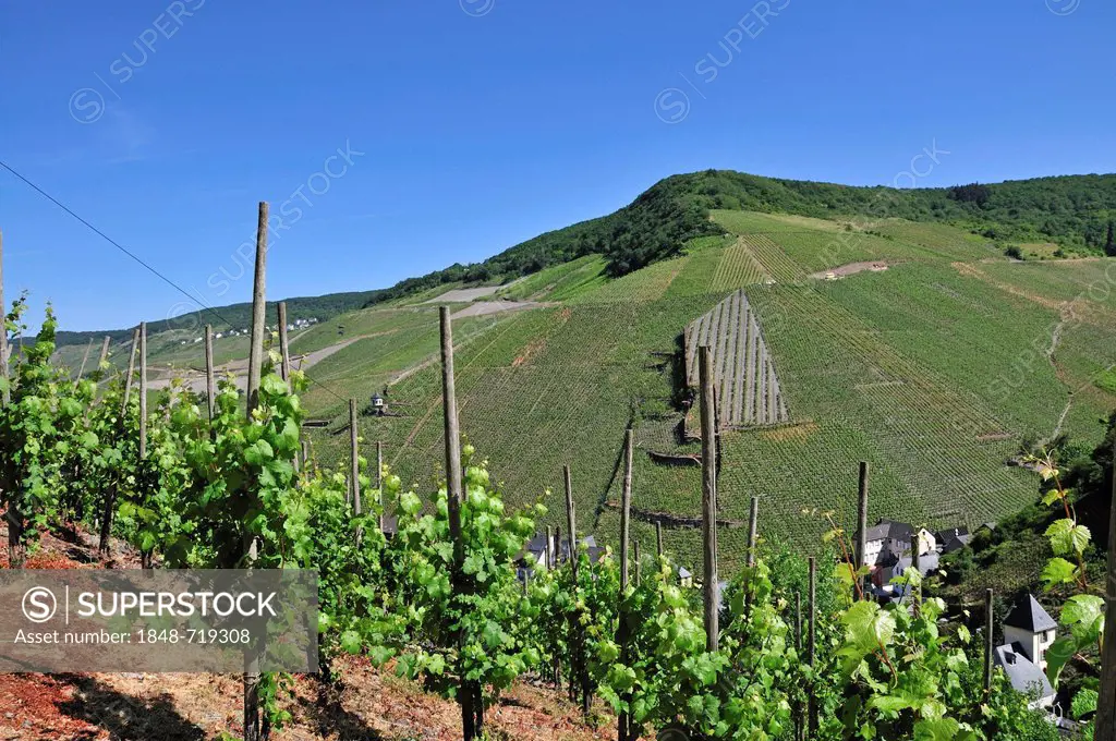 Vineyards near Bernkastel, Bernkastel-Kues, Rhineland-Palatinate, Germany, Europe, PublicGround