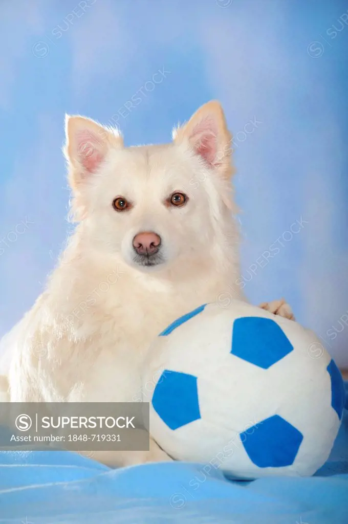 Spitz crossbreed lying with its paw on a ball