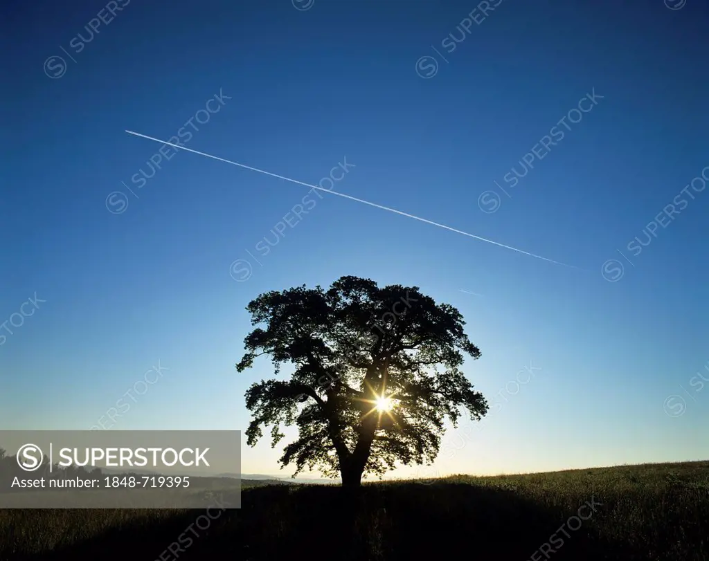 Solitary oak tree (Quercus robur), solitary tree on a meadow, silhouetted at sunrise, bright blue sky and contrails, Thuringia, Germany, Europe