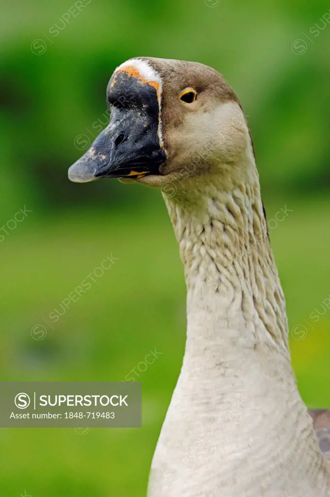 Swan Goose (Anser cygnoides), North Rhine-Westphalia, Germany, Europe
