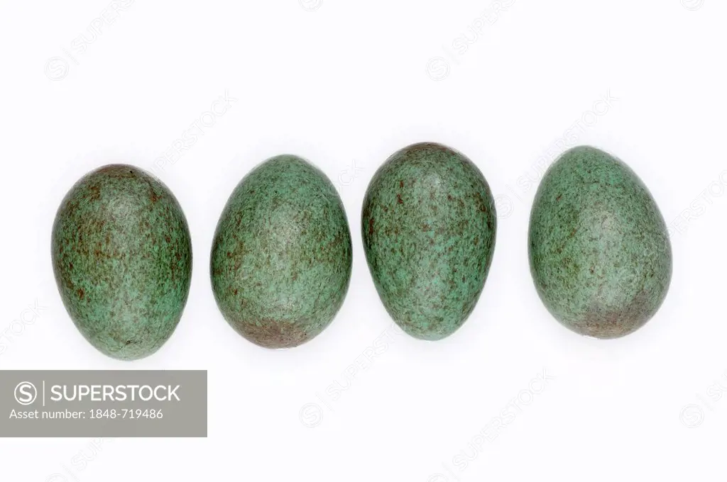 Eggs of a Blackbird (Turdus merula), North Rhine-Westphalia, Germany, Europe
