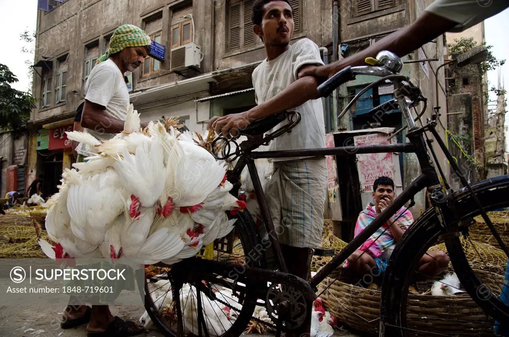 Live chicken being transported on a bicycle, Kolkata, West Bengal, India, Asia