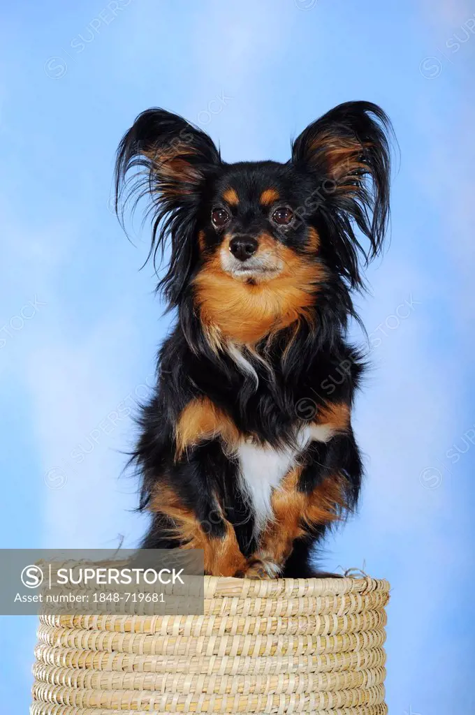 Papillon-Chihuahua crossbreed, hybrid, standing in a basket