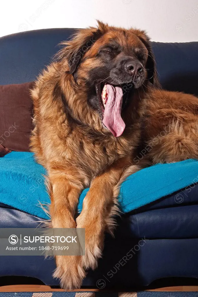 Leonberger dog on a sofa