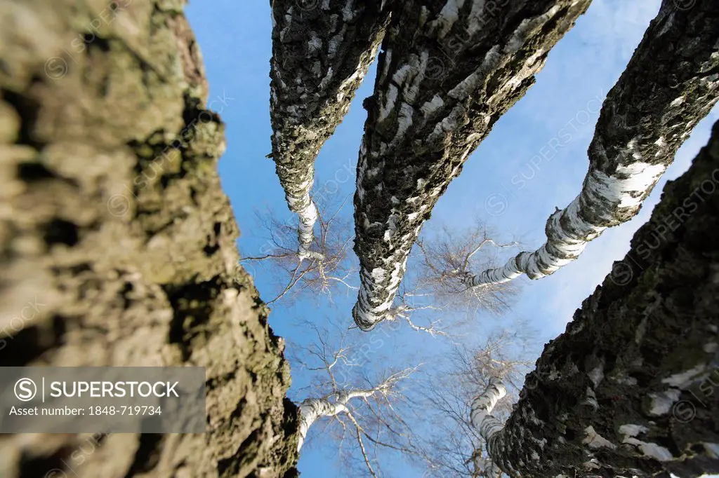 Birch trees without leaves, seen from below against a blue sky, Wahner Heide Nature Reserve, Cologne, North Rhine-Westphalia, Germany, Europe