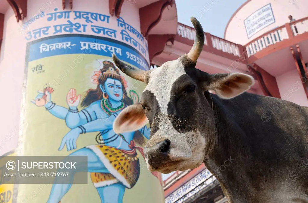 Holy cow in front of a huge Shiva painting at the ghats of Varanasi, Uttar Pradesh, India, Asia