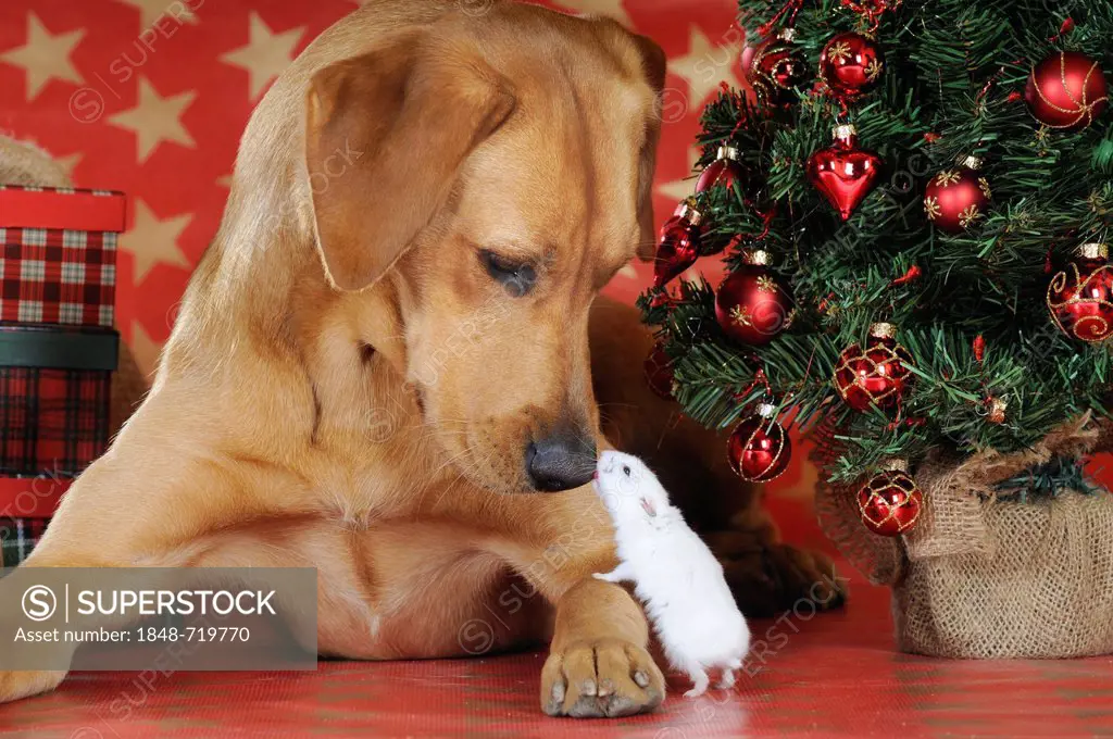 Labrador Retriever and a Djungarian Dwarf Hamster at Christmas