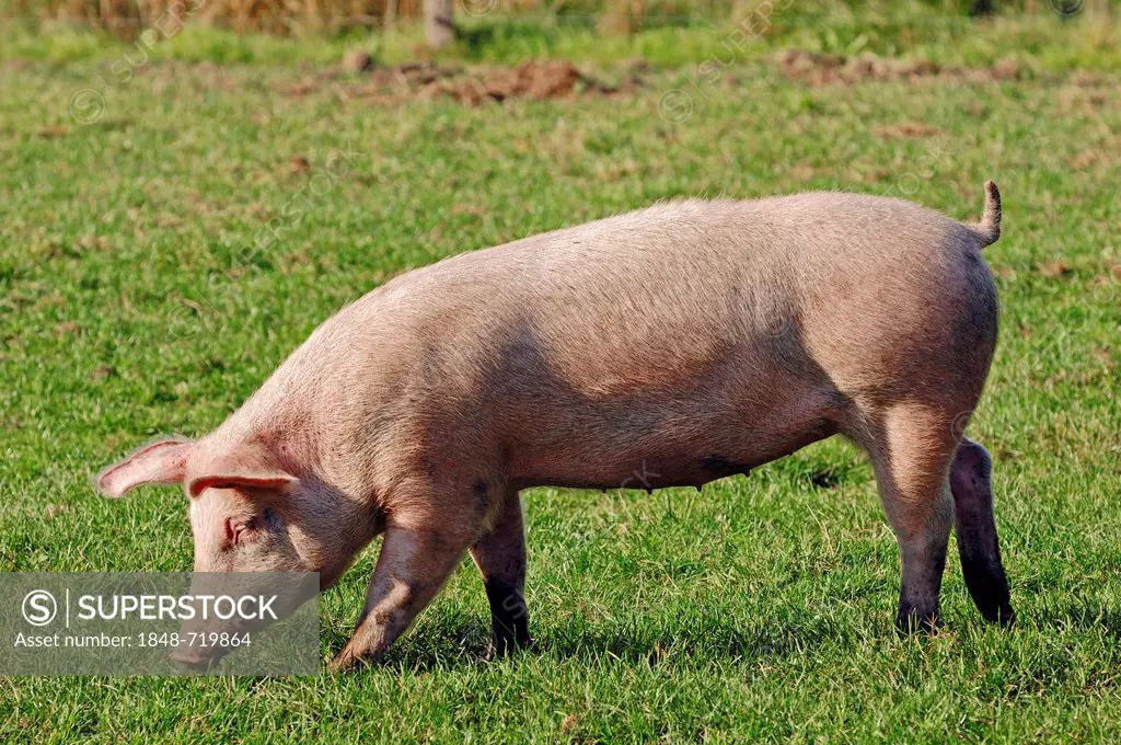 Domestic Pig (Sus scrofa domestica), free-range