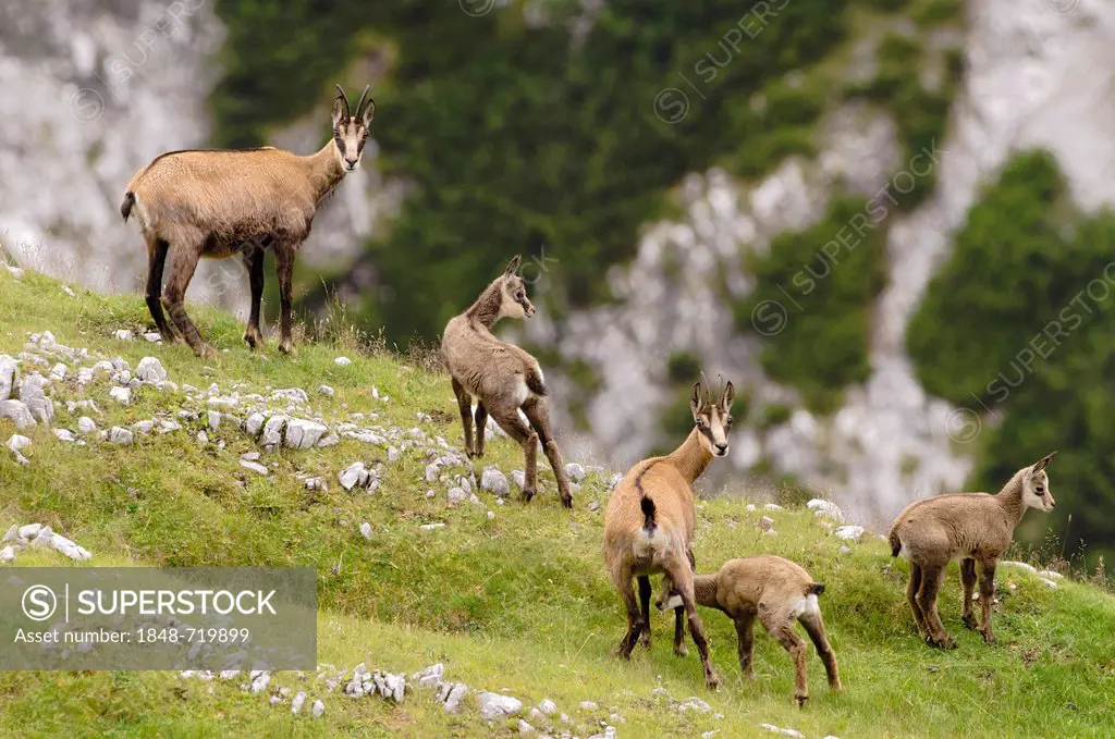 Chamois (Rupicapra rupicapra), Mt Mondscheinspitze, Karwendel range, Tyrol, Austria, Europe