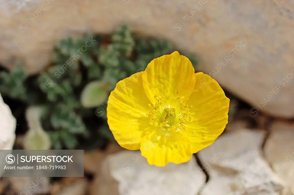 Yellow alpine poppy (Papaver rhaeticum) (Papaver rhaeticum, Papaver alpinum subsp. Rhaeticum), Provence-Alpes-Cote d'Azur, Southern France, Europe
