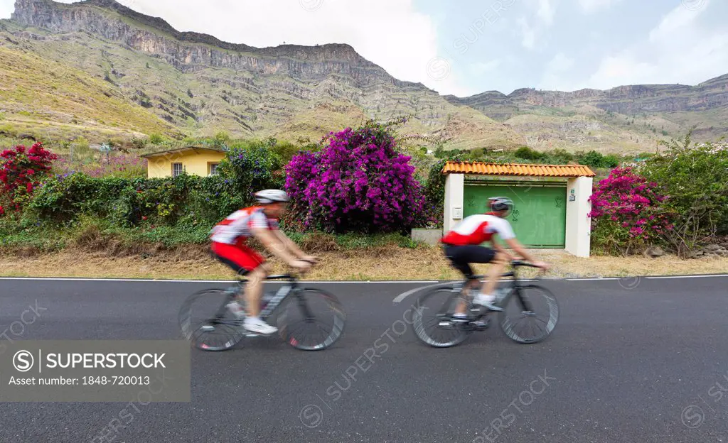 Racing cyclists in the mountains around Barranco de Guayadeque, Gran Canaria, Canary Islands, Spain, Europe