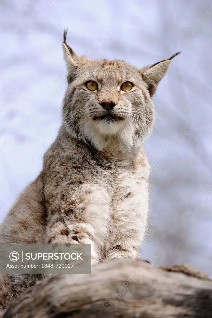 Lynx (Lynx lynx), Tierpark Suhl zoo, Thuringia, Germany, Europe