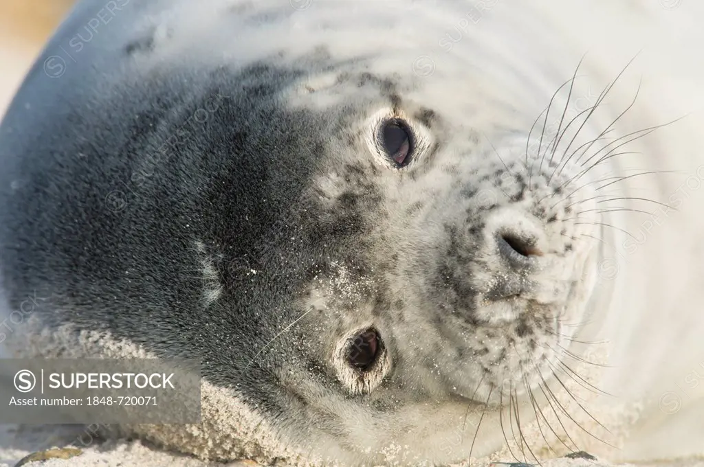 Grey Seal (Halichoerus grypus), Heligoland, Schleswig-Holstein, Germany, Europe