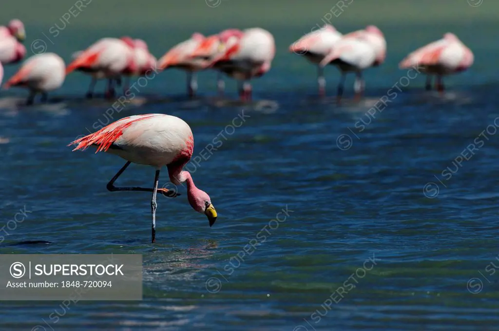 James's Flamingos or Puna Flamingoes (Phoenicoparrus jamesi) in blue lagoon, Uyuni, Bolivia, South America