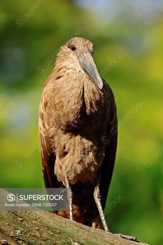Hammercop, Hammerkop, Hammerhead Stork (Scopus umbretta), captive, African species, Czech Republic, Europe