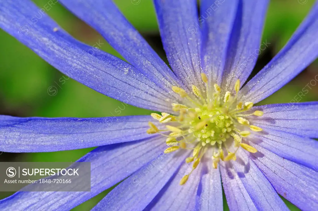 Grecian windflower (Anemone apennina, Anemone blanda), flower detail
