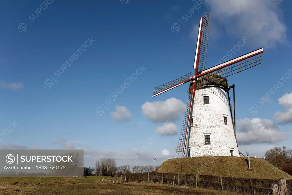 Windmill, Schellemolen from 1867, Damme, West Flanders, Belgium, Europe