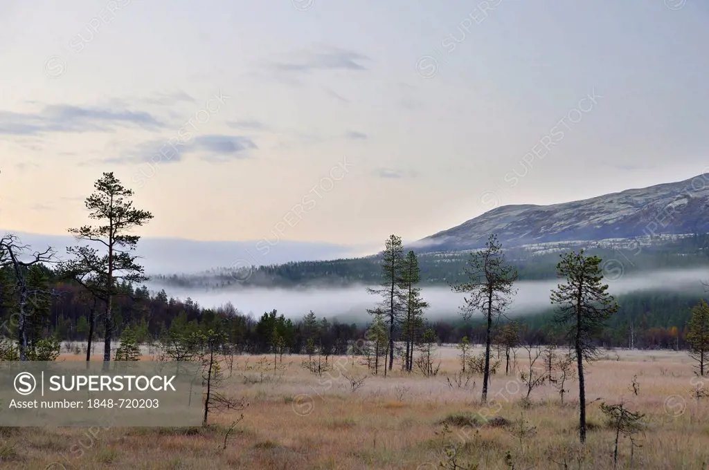 Marshy landscape at the foot of the Rondane Mountains, Rondane National Park, Norway, Europe