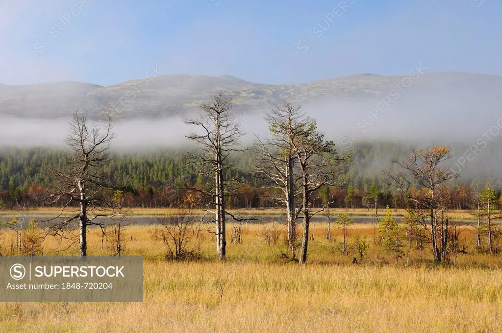 Marshy landscape covered with mist, Rondane National Park, Norway, Europe