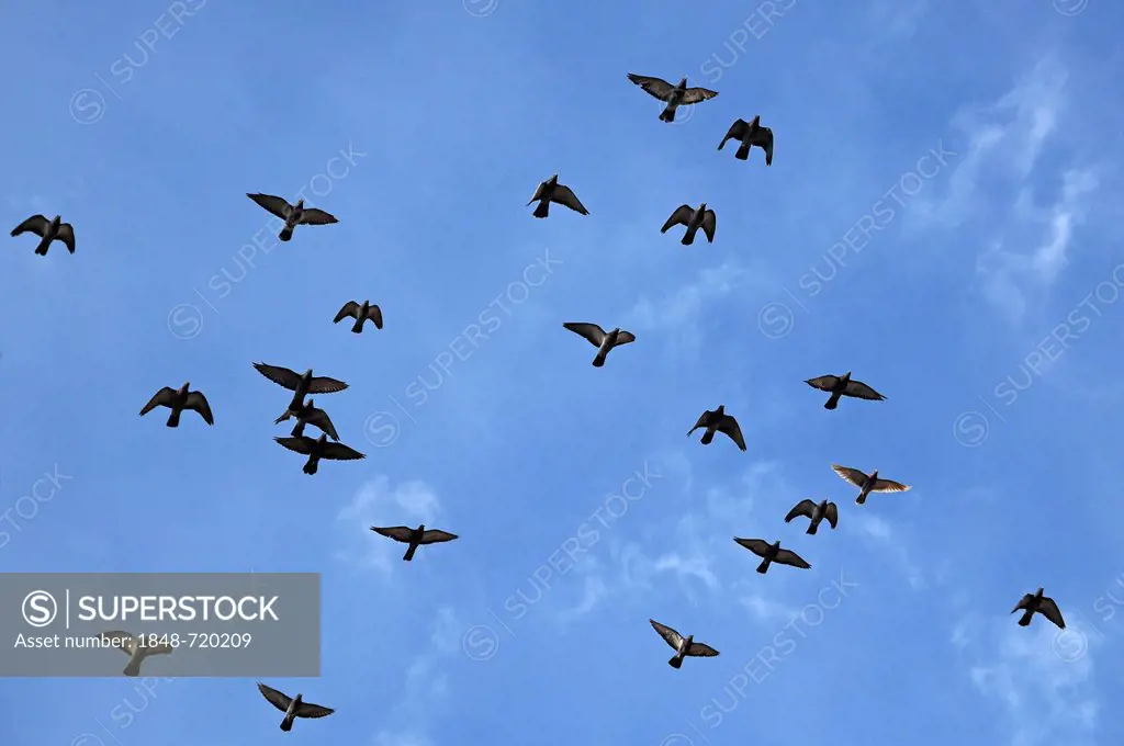 Pigeons flying against a blue sky, Lahr, Baden-Wuerttemberg, Germany, Europe