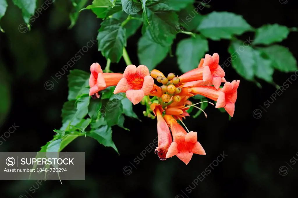 Trumpet Creeper or Trumpet Vine (Campsis radicans), native to southern North America