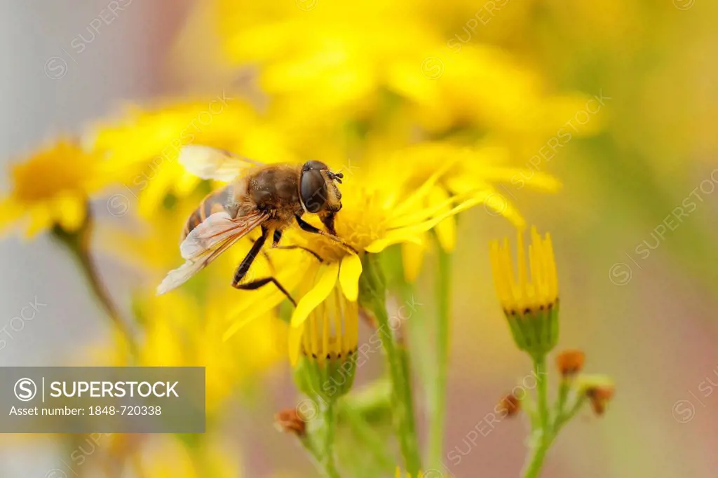 Syrphid hover fly, probably Eristalis tenax, collecting nectar from a flower of Common ragwort (Senecio jacobaea), Somerset, England, United Kingdom, ...