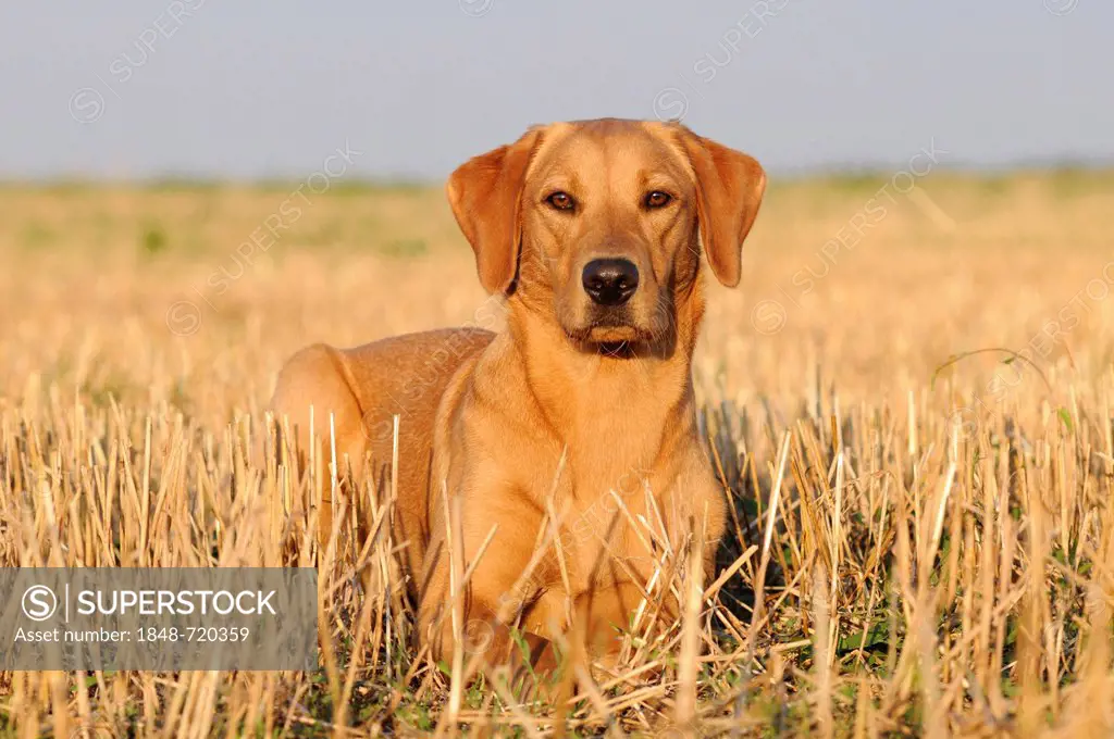 Labrador Retriever, female dog, lying in a stubble field