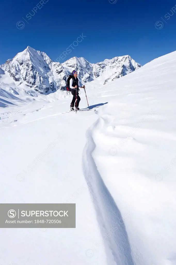 Ski tourer ascending to the Hinteren Schoentaufspitze peak, Solda, behind the Koenigspitze, Mt. Ortler and Zebru peak, South Tyrol, Italy, Europe