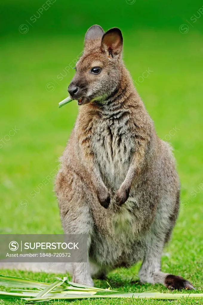 Red-necked Wallaby or Bennett's Wallaby (Macropus rufogriseus), Australian species, captive, Lower Saxony, Germany, Europe