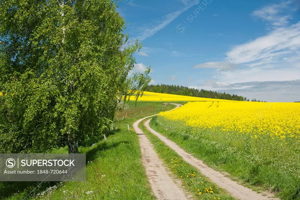Dirt road alongside a blooming canola field, Gossdorf, Saxon Switzerland, Saxony, Germany, Europe