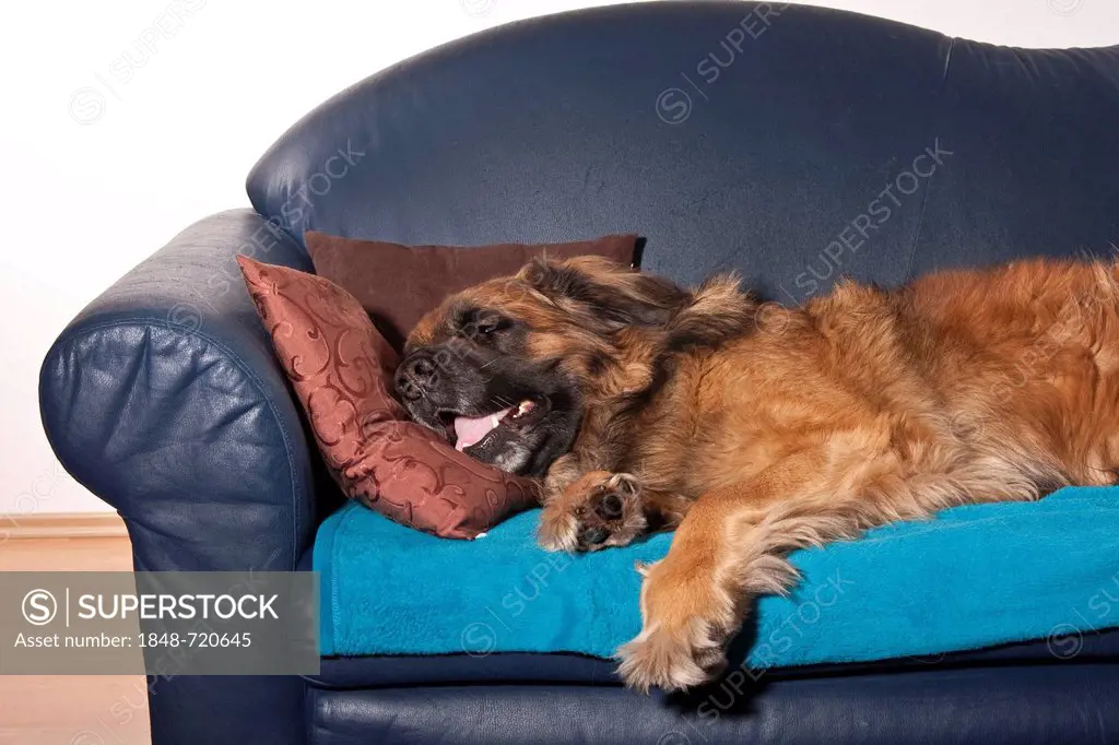 Leonberger dog on a sofa