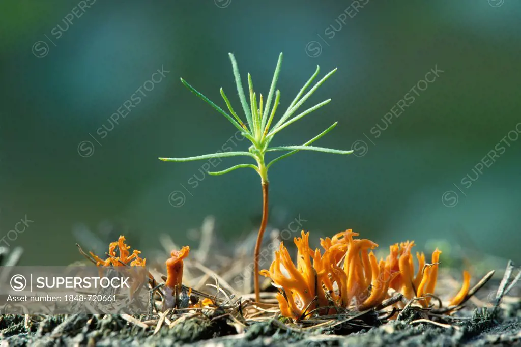 Seedling of Scots Pine (Pinus sylvestris) and Yellow Stagshorn Fungus (Calocera viscosa), Thuringia, Germany, Europe