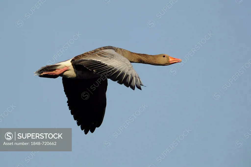 Greylag Goose (Anser anser) in flight, Thuringia, Germany, Europe