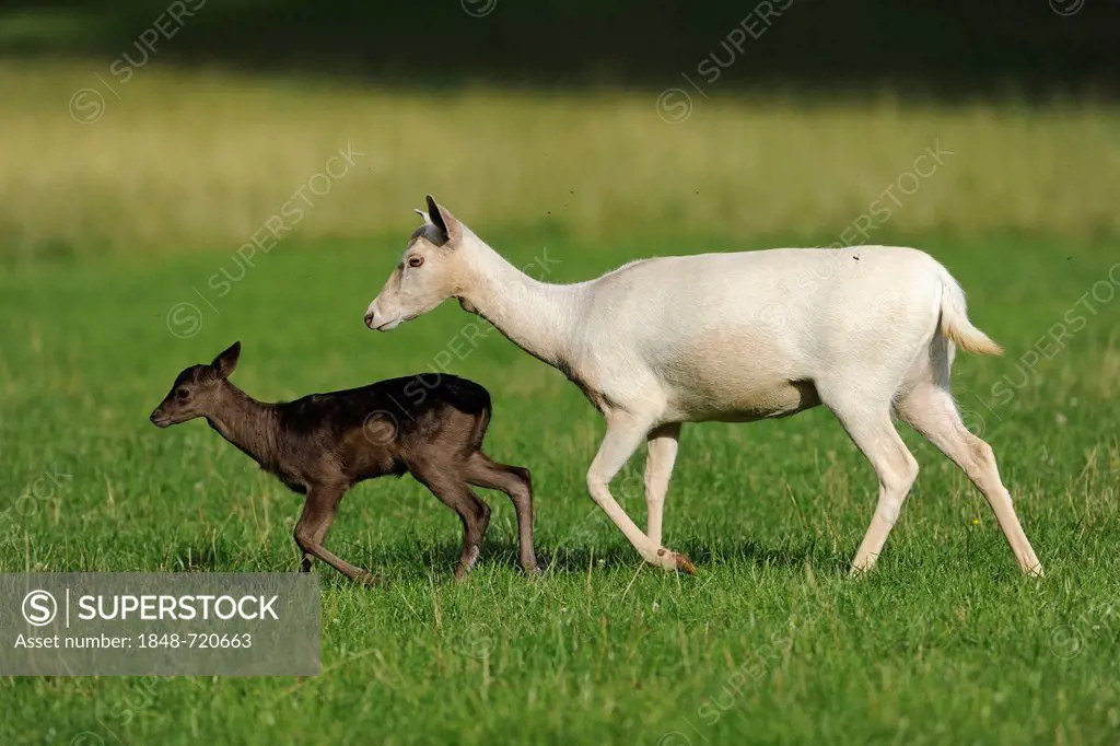 Fallow Deer (Dama dama), white-coloured doe with a black-coloured calf, Wildpark Tambach, Bavaria, Germany, Europe
