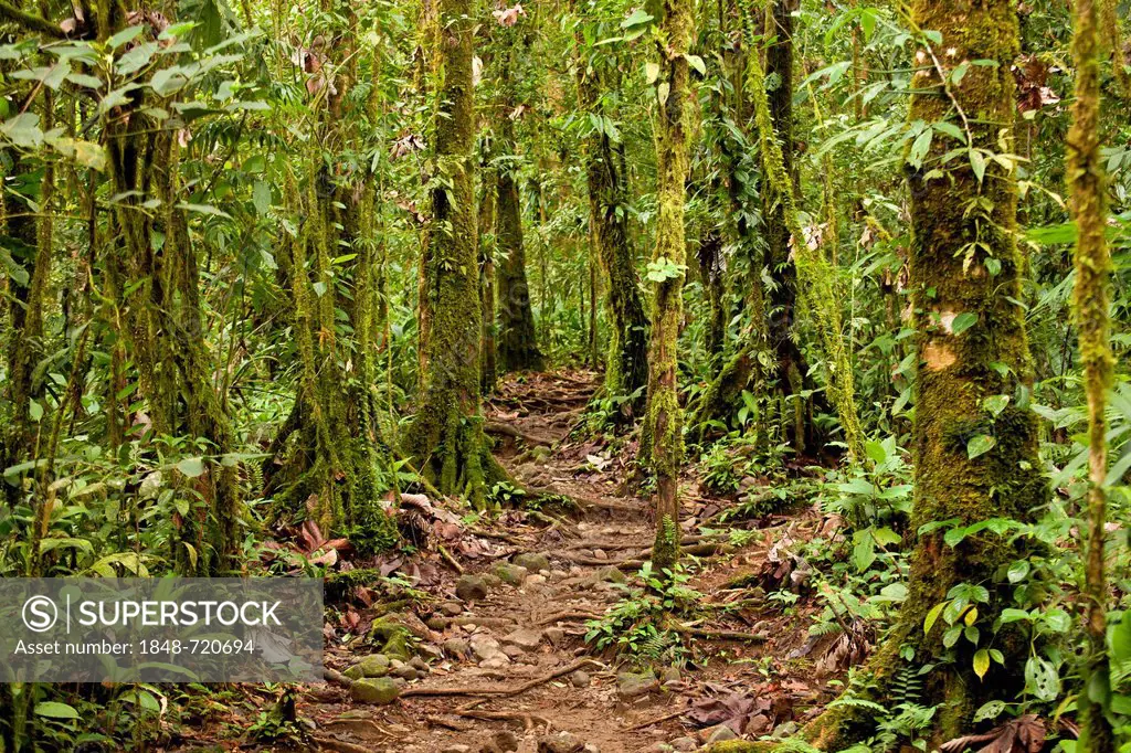 Moss-covered trees on a trail in the Volcán Tenorio National Park, Costa Rica, Central America