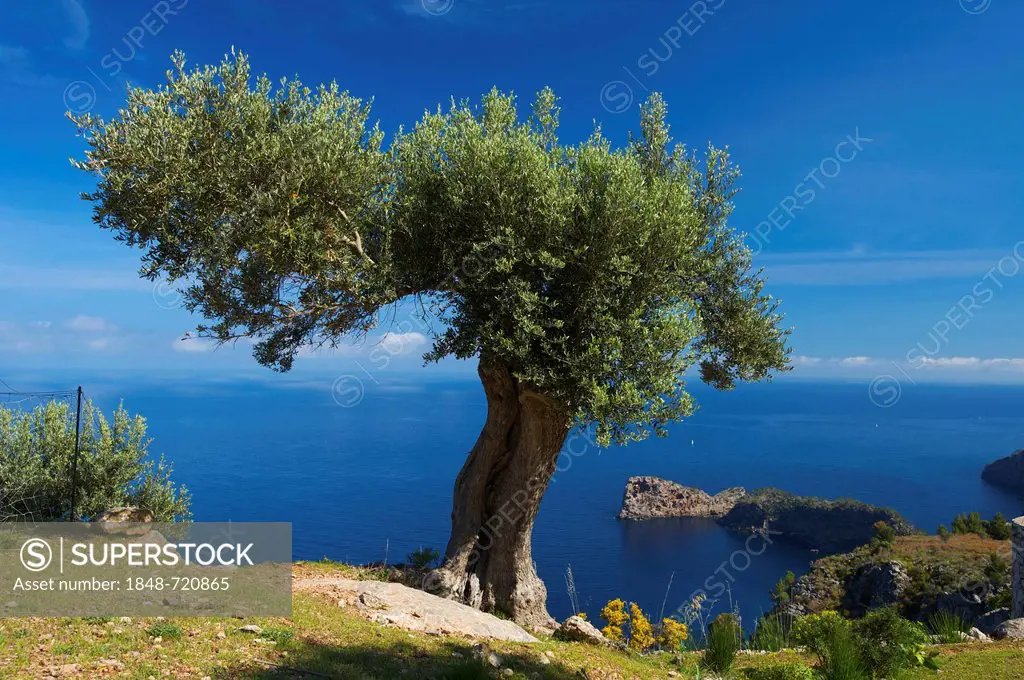 Olive tree (Olea europaea) on Miramar estate and headland of Sa Foradada, near Valldemossa, Majorca, Balearic Islands, Spain, Europe