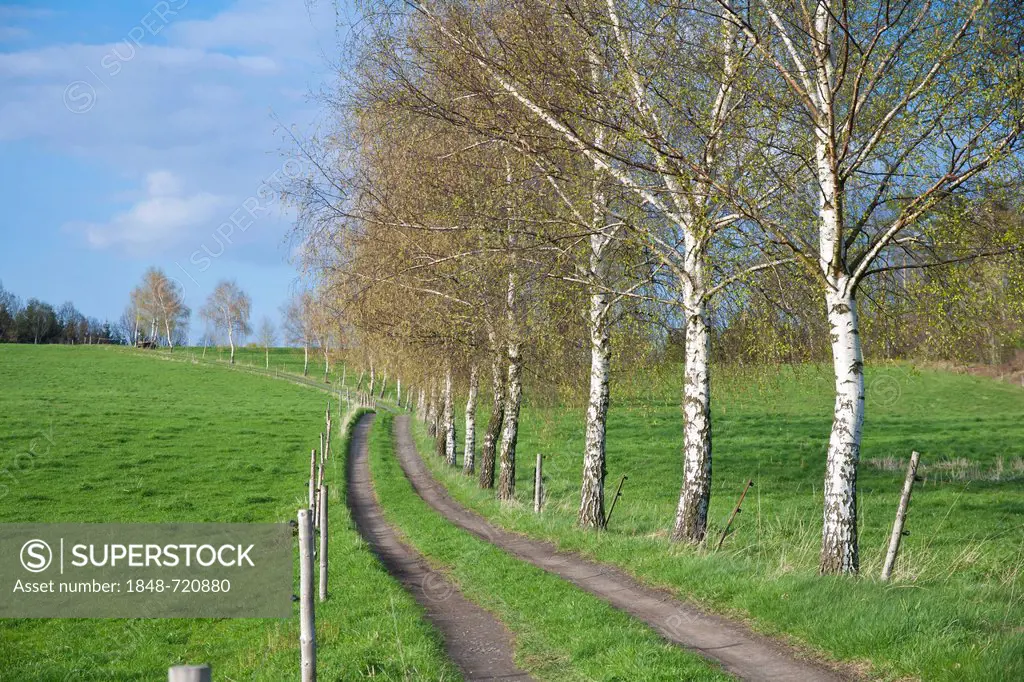 Track lined with birch trees in Gossdorf, Elbe Sandstone Mountains, Saxon Switzerland, Saxony, Germany, Europe