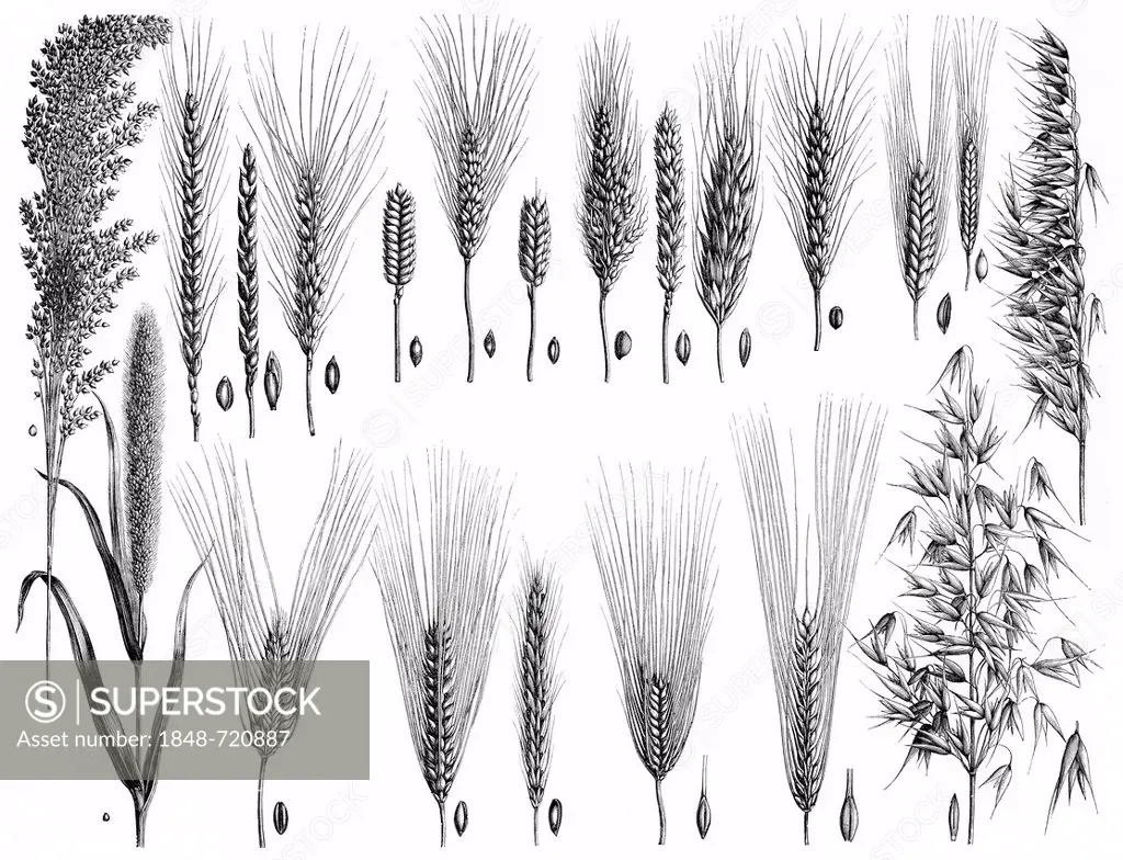 Historical illustration from the 19th Century, depiction of various sorts of grain