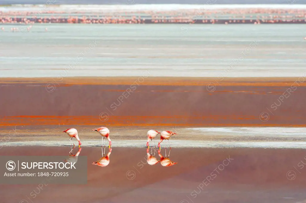 Jame's Flamingos (Phoenicoparrus jamesi) reflected in red water, Laguna Colorada, Uyuni, Bolivia, South America