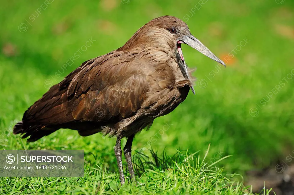 Hammercop, Hammerkop, Hammerhead Stork (Scopus umbretta), yawning, captive, African species, Czech Republic, Europe