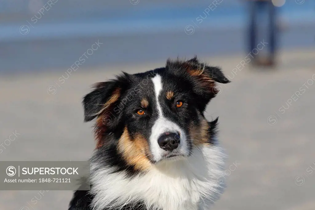 Australian Shepherd dog (Canis lupus familiaris) on the beach, male dog, portrait
