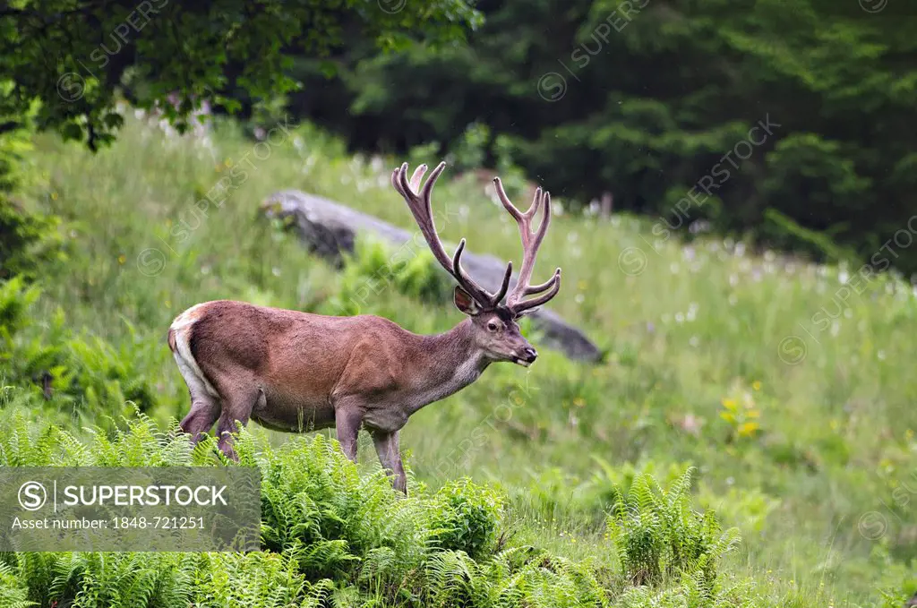 Red Deer (Cervus elaphus), Tyrol, Austria, Europe