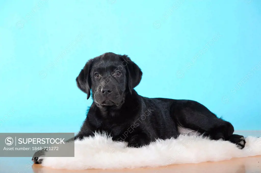 Black Labrador Retriever puppy lying on a sheepskin rug