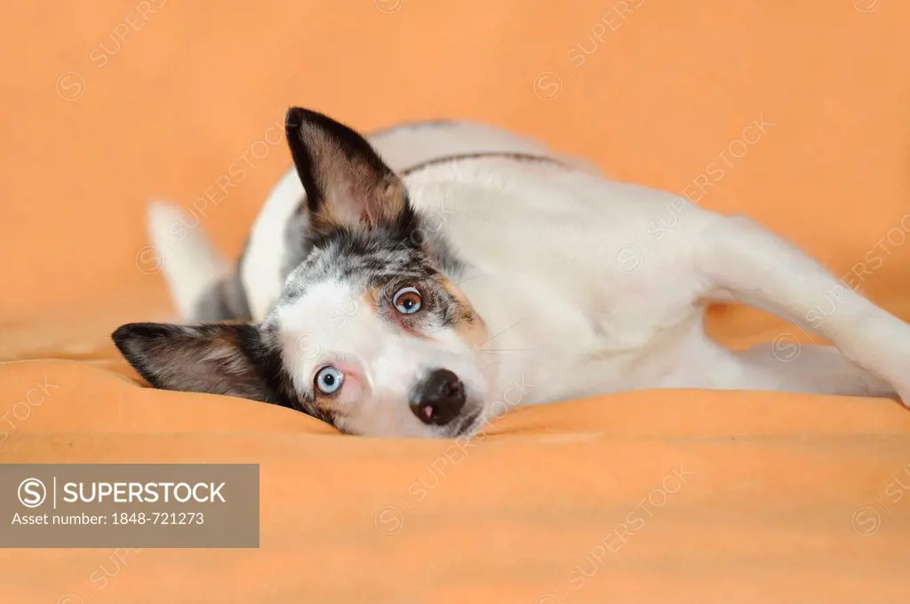 Mixed-breed dog lying on its side