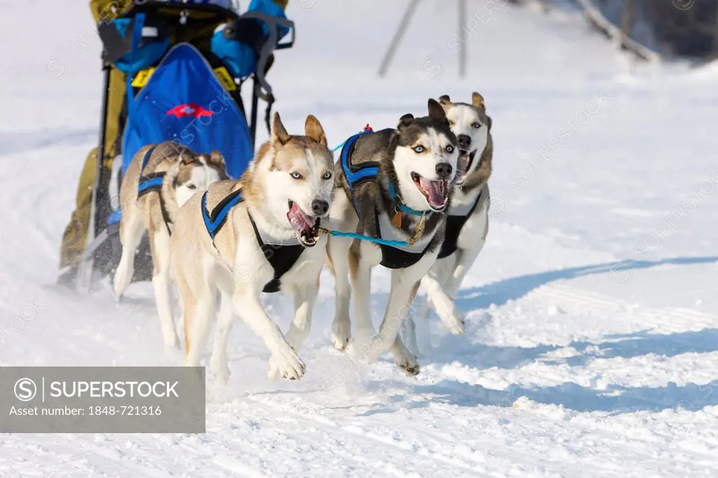 Sled dog race on snow, in Lenk, Bern, Switzerland, Europe